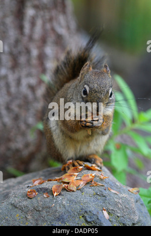 östlichen Eichhörnchen, Eichhörnchen (Tamiasciurus Hudsonicus), knabbern an einem Kegel, USA, Alaska Stockfoto