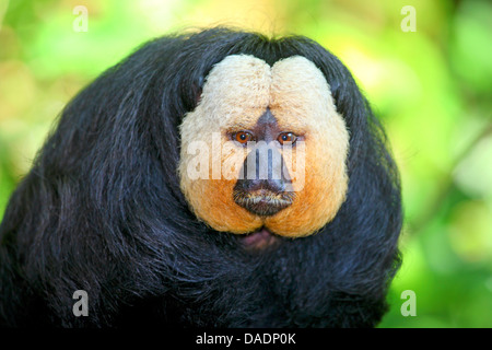 White-faced Saki (Pithecia Pithecia), Männlich, Porträt Stockfoto