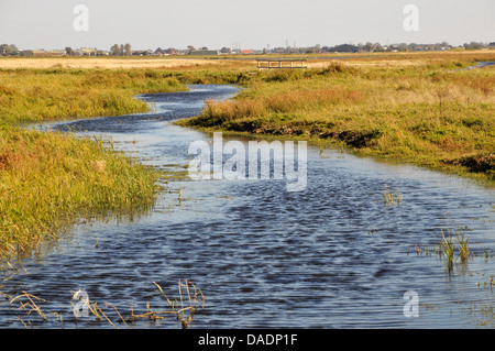 Polder Landschaft, Niederlande, Norden der Niederlande Stockfoto