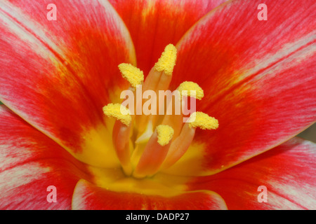 gemeinsamer Garten Tulpe (Tulipa spec.), rote Tulpe Stockfoto