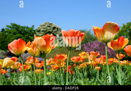 gemeinsamer Garten Tulpe (Tulipa spec.), orange Tulpen, Deutschland Stockfoto