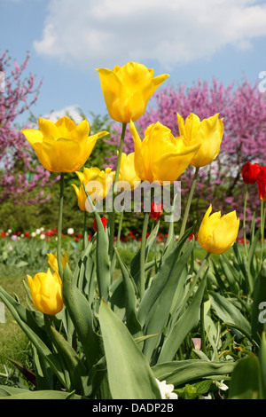 gemeinsamer Garten Tulpe (Tulipa spec.), orange Tulpen, Deutschland Stockfoto