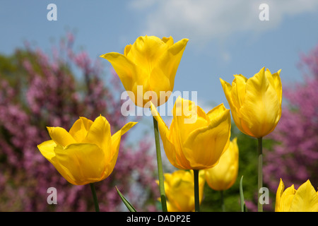 gemeinsamer Garten Tulpe (Tulipa spec.), orange Tulpen, Deutschland Stockfoto