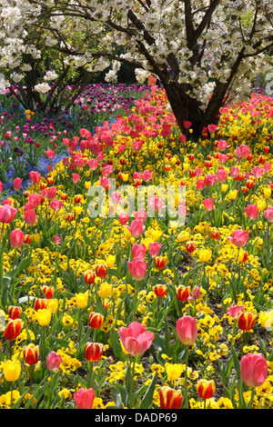 gemeinsamer Garten-Tulpe (Tulipa spec.), Tulpen eine Pansys, Deutschland Stockfoto