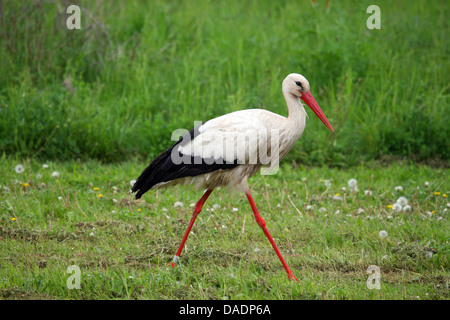 Weißstorch (Ciconia Ciconia), zu Fuß auf einer Wiese, Deutschland Stockfoto