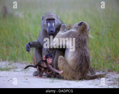 Chacma Pavian, Anubius Pavian, Oliven Pavian (Papio Ursinus, Papio Cynocephalus Ursinus), paar, Fellpflege, Simbabwe Stockfoto