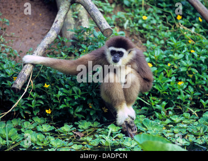 dunkel-handed Gibbon, schwarz-handed Gibbon, agile Gibbon (Hylobates Agilis), sitzen am Wasser Stockfoto