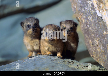 gemeinsamen Rock Hyrax, Rock Klippschliefer (Procavia Capensis), drei Jugendliche etwas ersonnen Stockfoto