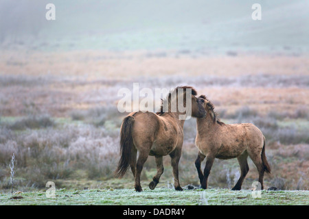 Konik-Pferd (Equus Przewalskii F. Caballus), zwei Konik-Pferde im Winter, Deutschland, Schleswig-Holstein, NSG Woehrdener Loch Stockfoto