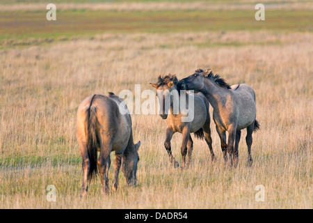 Konik (Equus Przewalskii F. Caballus) Pferd, drei Hengste, die miteinander streiten, hohes Gras, Deutschland, Schleswig-Holstein, NSG Woehrdener Loch Stockfoto