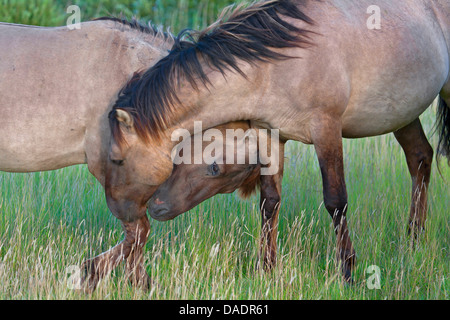 Konik (Equus Przewalskii F. Caballus) Pferd, zwei Hengste schnüffeln an einander, Deutschland, Schleswig-Holstein, NSG Woehrdener Loch Stockfoto