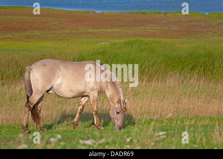 Konik-Pferd (Equus Przewalskii F. Caballus) Hengst grasen auf einer Wiese, Deutschland, Schleswig-Holstein, NSG Woehrdener Loch Stockfoto