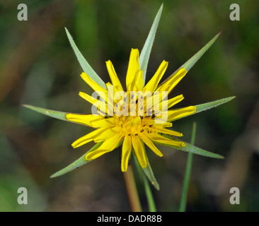 Goatsbeard - Tragopogon Pratensis gelb Blume des Morgens Stockfoto