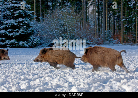 Wildschwein, Schwein, Wildschwein (Sus Scrofa), Bekämpfung von Sauen im Winter, Deutschland, Schleswig-Holstein Stockfoto