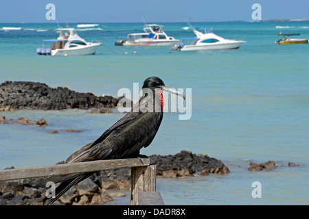 herrliche Fregattvogel (Fregata magnificens), sitzen auf einem hölzernen Geländer, Ecuador, Galapagos-Inseln, Santa Cruz, Puerto Ayora Stockfoto