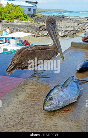 brauner Pelikan (Pelecanus Occidentalis), wartet auf seinen Anteil neben Thunfisch in der Fischerei Hafen Puerto Ayora, Ecuador, Galapagos-Inseln, Santa Cruz, Puerto Ayora Stockfoto