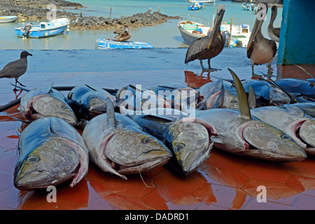 Gelbflossenthun, gelb-weißen Thunfisch, Gelbflossen-Thunfisch (Thunnus Albacares), frisch gefischten Gelbflossen-Thunfische, Ecuador, Galapagos-Inseln, Santa Cruz, Puerto Ayora Stockfoto