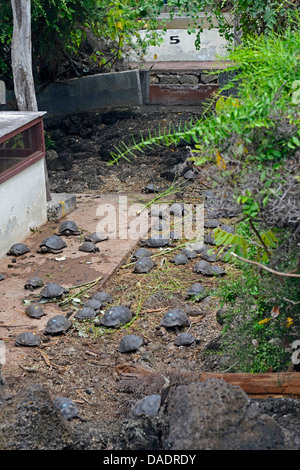 Galapagos Schildkröte, gezüchtet von Galapagos Schildkröten im Terrarium, Ecuador, Galapagos-Inseln, Santa Cruz Galapagos Riesenschildkröten (Chelonodis Nigra, Geochelone Elephantopus, Geochelone Nigra, Testudo Elephantopus, Chelonoides Elephantopus), junge Stockfoto