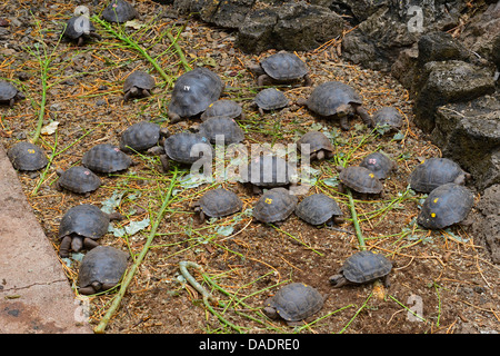 Galapagos-Schildkröte, gezüchtet Galapagos Riesenschildkröten (Chelonodis Nigra, Geochelone Elephantopus, Geochelone Nigra, Testudo Elephantopus, Chelonoides Elephantopus), junge Galapagos Schildkröten im Terrarium, Ecuador, Galapagos-Inseln, Santa Cruz Stockfoto