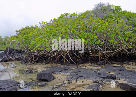 rote Mangroven (Rhizophora Mangle), Mangroven, Ecuador, Galapagos-Inseln, Isabela Stockfoto