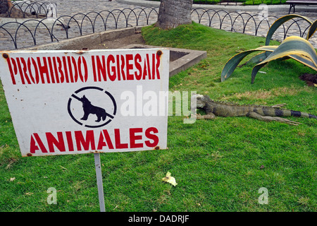 Grüner Leguan, gemeinsame Leguan (Iguana Iguana), Hund Verbotszeichen und grüner Leguan in Parque de Las Iguanas, Parque Seminario, Parque Bolivar, Ecuador, Guayaquil Stockfoto
