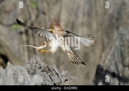 Madagaskar Turmfalke (Falco Newtoni), Jagd einen Skink im Flug, Madagaskar, Mahajanga, Tsingy de Bemaraha Nationalpark Stockfoto