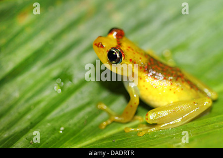 Madagassische Frosch (Boophis spec.), sitzt auf einem Blatt, Madagaskar, Toamasina, Andasibe-Mantadia Nationalpark Stockfoto