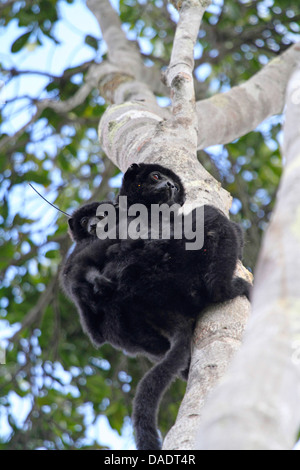 Sifakas (Propithecus Perrieri), weibliche Huckepack tragen ihre Juvenile und sitzen auf einem Baum, Madagaskar, Antsiranana, Andrafiamena eingestuften Wald Stockfoto