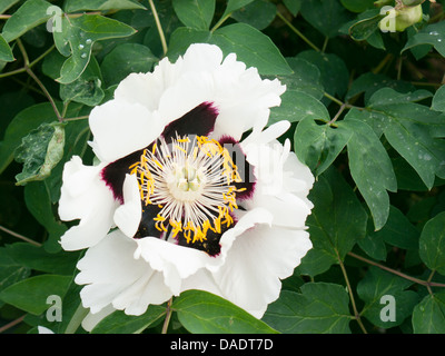 Nahaufnahme von einem weißen Pfingstrose im Chenies-Haus-Gärten, Bucks, UK Stockfoto