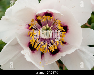 Nahaufnahme von einem weißen Pfingstrose im Chenies-Haus-Gärten, Bucks, UK Stockfoto