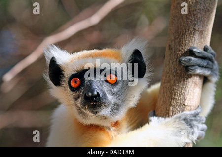 Golden-gekrönter Sifaka, Tattersall Sifaka (Propithecus Tattersalli), Porträt, Madagaskar, Antsiranana, Daraina Stockfoto