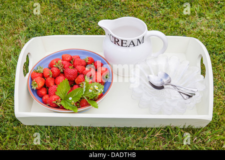 Frisch gepflückte Erdbeeren in einer Schüssel mit einem Krug mit Sahne und Glas Speisen auf einem Tablett auf einer Wiese. Stockfoto