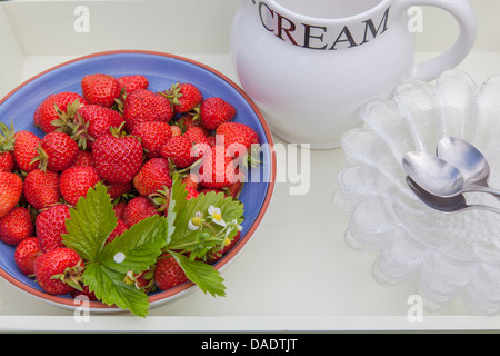 Nahaufnahme von frisch gepflückten Erdbeeren in einer Schüssel mit einem Krug Creme und Glas Speisen auf einem Tablett. Stockfoto