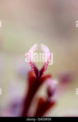 Dionaea Muscipula rot. Venusfliegenfalle Stockfoto