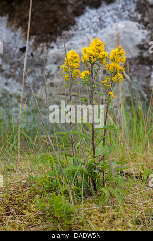 Goldrute, golden Rod (Solidago Virgaurea), blühen, Norwegen, Hitra Stockfoto