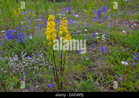 Goldrute, golden Rod (Solidago Virgaurea), mit Glockenblumen auf einer Wiese, Russland, Kolahalbinsel Stockfoto