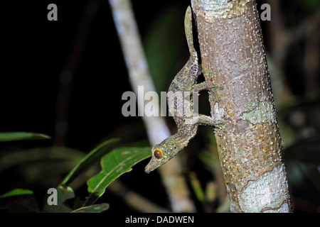 Gemeinsame Wohnung-Tail Gecko (Uroplatus Fimbriatus), juvenile an einem Stiel, Madagaskar, Antsiranana, Marojejy Nationalparks Stockfoto