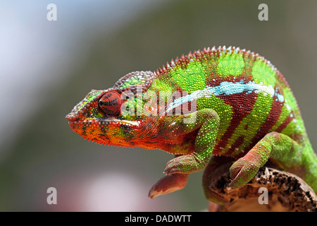 Pantherchamäleon (Furcifer Pardalis, Chamaeleo Pardalis), Mann sitzt auf einem Ast, Madagaskar, Antsiranana, Vohemar Stockfoto