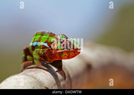 Pantherchamäleon (Furcifer Pardalis, Chamaeleo Pardalis), Männchen sitzt auf umzusehen, Madagaskar, Antsiranana Vohemar Bambuszaun Stockfoto