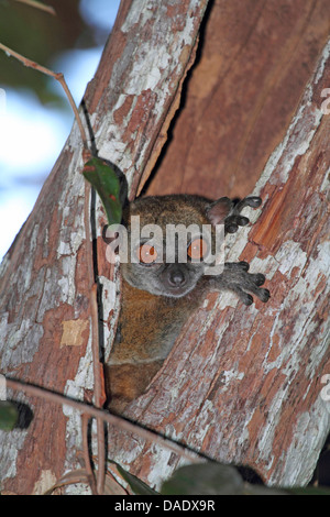 Ankarana Sportive Lemur (Lepilemur Ankaranensis), in einem hohlen Baumstamm, Madagaskar, Antsiranana, Andrafiamena eingestuften Wald Stockfoto