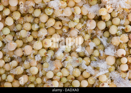 Ribes Rubrum. Gefrorene weiße Johannisbeere Stockfoto