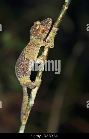 Moosigen Blatt-tailed Gecko (Uroplatus Sikorae), auf dünnen Ast, Madagaskar, Toamasina, Andasibe-Mantadia Nationalpark Stockfoto
