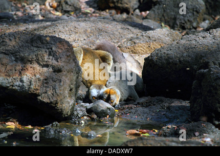 Rot-fronted Lemur. Rot-konfrontierte braune Lemur, südlichen rot-fronted braune Lemur (Eulemur Rufifrons), paar zwischen Felsen, Trinkwasser, Madagaskar, Toliara, Kirindy Wald Stockfoto