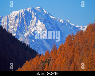 gemeinsamen Lärche, Lärche (Larix Decidua, Larix Europaea), Goldener Herbst im Aosta-Tal, Blick auf Mont Blanc, Italien, Gran Paradiso Nationalpark, Valsavaranche Stockfoto