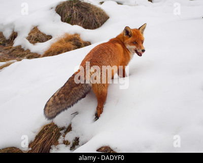 Rotfuchs (Vulpes Vulpes), Wandern im Winter durch den Schnee, Italien, Gran Paradiso Nationalpark, Valsavaranche Stockfoto