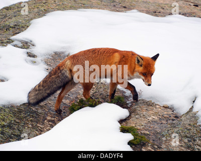 Rotfuchs (Vulpes Vulpes), Wandern im Winter durch den Schnee, Italien, Gran Paradiso Nationalpark, Valsavaranche Stockfoto