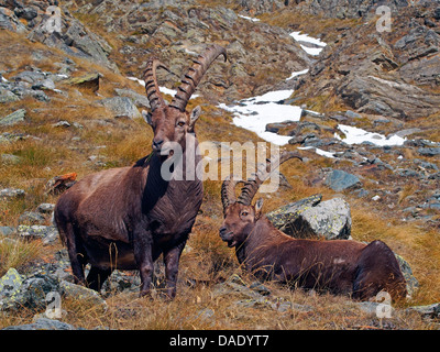 Alpensteinbock (Capra Ibex), zwei alpine Steinböcke am felsigen Hang, Italien, Gran Paradiso National Park, Vanontey Stockfoto