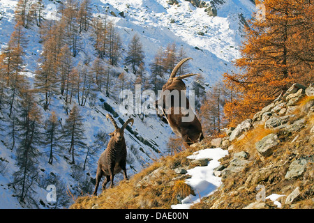 Alpensteinbock (Capra Ibex), Bekämpfung von alpine Steinböcke am Hang, Italien, Gran Paradiso National Park, Vanontey Stockfoto