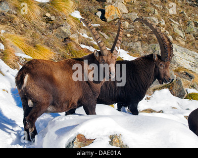 Alpensteinbock (Capra Ibex), zwei alpine Steinböcke im Winter, Italien, Gran Paradiso National Park, Vanontey Stockfoto