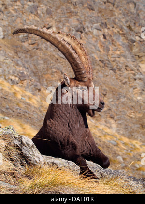 Alpensteinbock (Capra Ibex), auf Felsen liegen und ruhen, Italien, Gran Paradiso Nationalpark, Vanontey Stockfoto